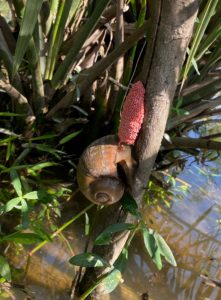 Apple snail egg mass targeted for destruction