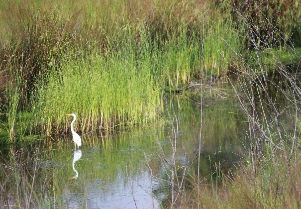 Wetlands subject to Waters of the United States jurisdiction