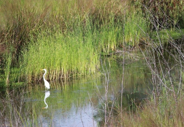 wetlands stream delineation study